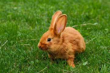 rabbit in grass