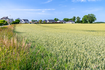 Haie et arbustes le long d'un champ de blé, écologie. Lotissement en arrière plan