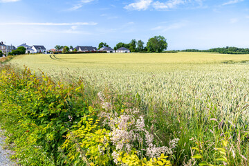 Champ de blé bordant des maisons d'habitation dans un lotissement. Haie et arbustes