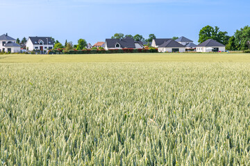 Znt. Champ de blé bordant des maisons d'habitation dans un lotissement. Haie et arbustes