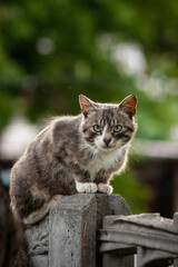 cat on the fence