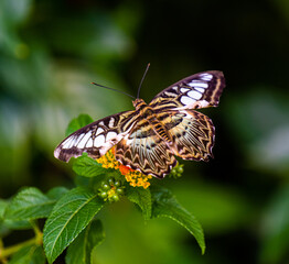 Fototapeta na wymiar Clipper Parthenos sylvia violacea (Papilio sylvia) adult, enjoying fruit for lunch.