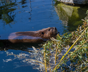 Beaver (Castor canadensis) gnaws on fresh branches
