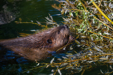 Beaver (Castor canadensis) gnaws on fresh branches © karlo54