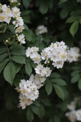 white flowers in the garden