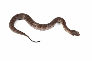 Acanthophis laevis (Smooth-scaled death adder), Indonesian Death Adder Snake on isolated background