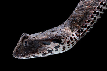 Acanthophis laevis (Smooth-scaled death adder), Indonesian Death Adder Snake