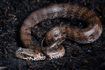 Acanthophis laevis (Smooth-scaled death adder), Indonesian Death Adder Snake