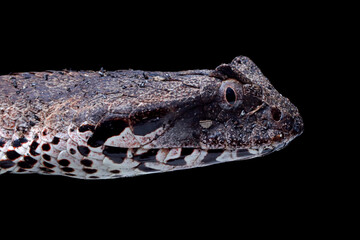 Acanthophis laevis (Smooth-scaled death adder), Indonesian Death Adder Snake