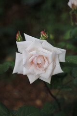 pink rose in a garden