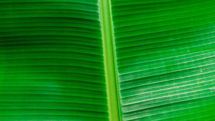 banana leaf texture,green leaf Closeup green leaves background, Overlay fresh leaf pattern, Natural foliage textured and background