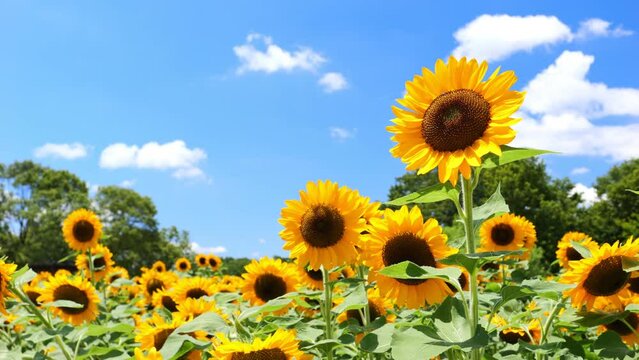 【夏】青空の下の満開のヒマワリの花　ひまわり畑

