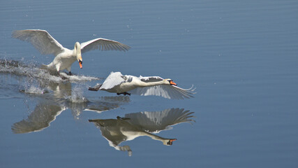 A white swan chases a second swan across the water.