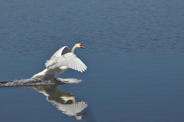 A white swan takes off from the water.
