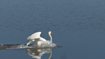 A white swan takes off from the water.