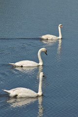 Three white swans swim on the water. Vertical.