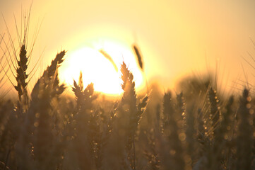 Ears of yellow wheat against the sun. Close up.