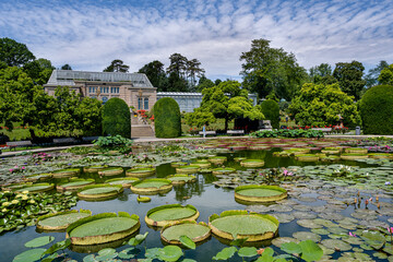 Water lily pond Wilhelma Zoological-Botanical Garden, Wilhelma, Stuttgart, Baden-Württemberg,...