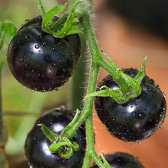 Black tomatoes of Indigo rose heirloom variety texture close up, ripening dark purple fruits growing on hairy vines in an organic summer garden in the sunlight