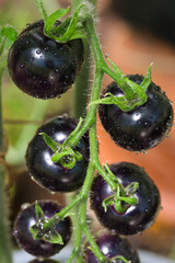 Black tomatoes of Indigo rose heirloom variety texture close up, ripening dark purple fruits growing on hairy vines in an organic summer garden in the sunlight
