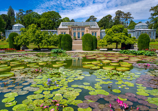Water lily pond Wilhelma Zoological-Botanical Garden, Wilhelma, Stuttgart, Baden-W&uuml;rttemberg, Germany, Europe