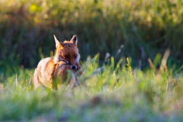 Fox With Prey