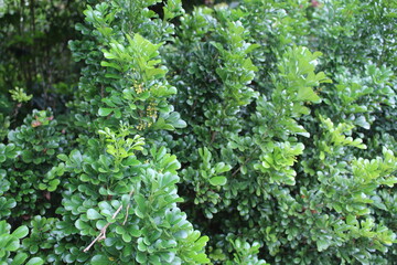 gardens by the bay Singapore　ガーデンズバイザベイ　　シンガポール