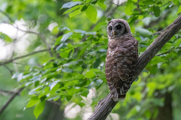 Barred Owl perched on a branch