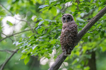 Barred Owl perched on a branch