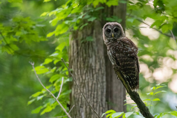 Barred Owl perched on a branch