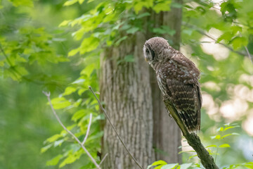 Barred Owl perched on a branch