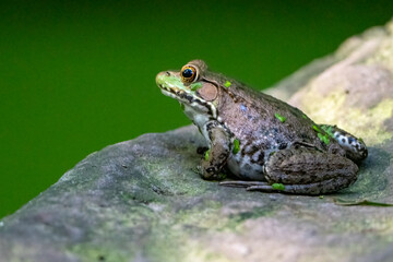 Cute green frog in algae