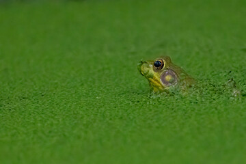 Cute green frog in algae