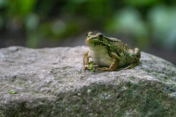 Cute green frog in algae