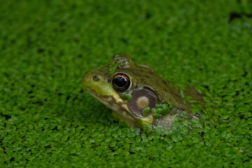 Cute green frog in algae