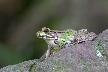 Cute green frog in algae