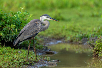Great Blue Heron along the waterline