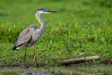 Great Blue Heron along the waterline