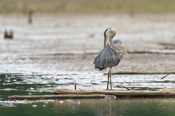 Great Blue Heron along the waterline in artful twist