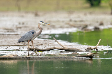 Great Blue Heron along the waterline