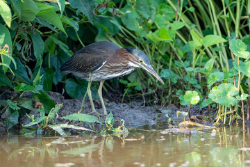 Green heron on the waterline with green grass in background