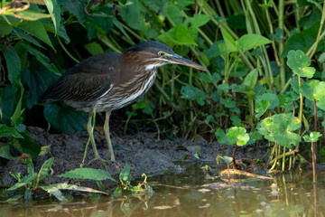 Green heron on the waterline with green grass in background