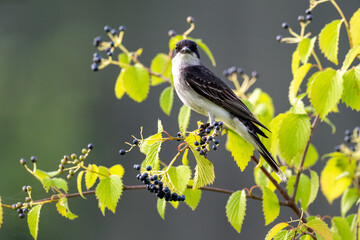 Eastern Kingbird perched on a shrub with berries