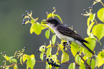 Eastern Kingbird perched on a shrub with berries