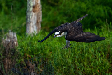 Flying osprey against a green background