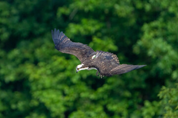 Flying osprey against a green background