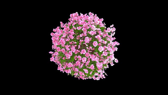 Small planet covered with delicate pink flowers. Little planet rotating 3D animation with alpha matte, seamless loop. 