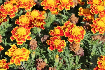 orange and yellow flowers background