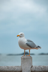 Mouette sur son poteau