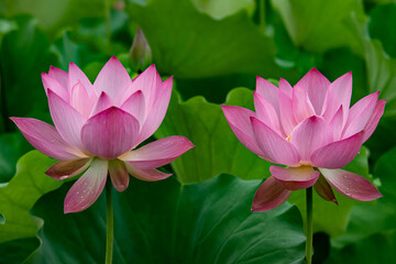 Obraz premium ハスの花びら